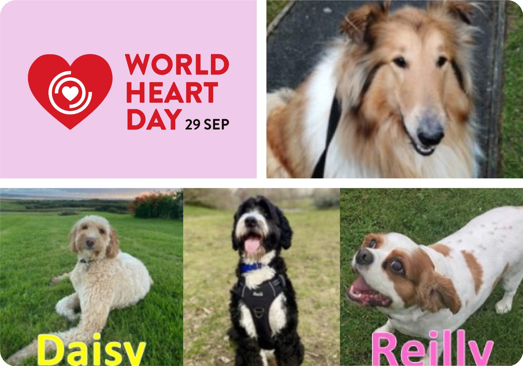 Photo collage of dogs for the dog friendly 5k World Heart Day fundraiser