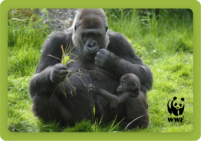 Harris | Alpha Computer environmental impact.